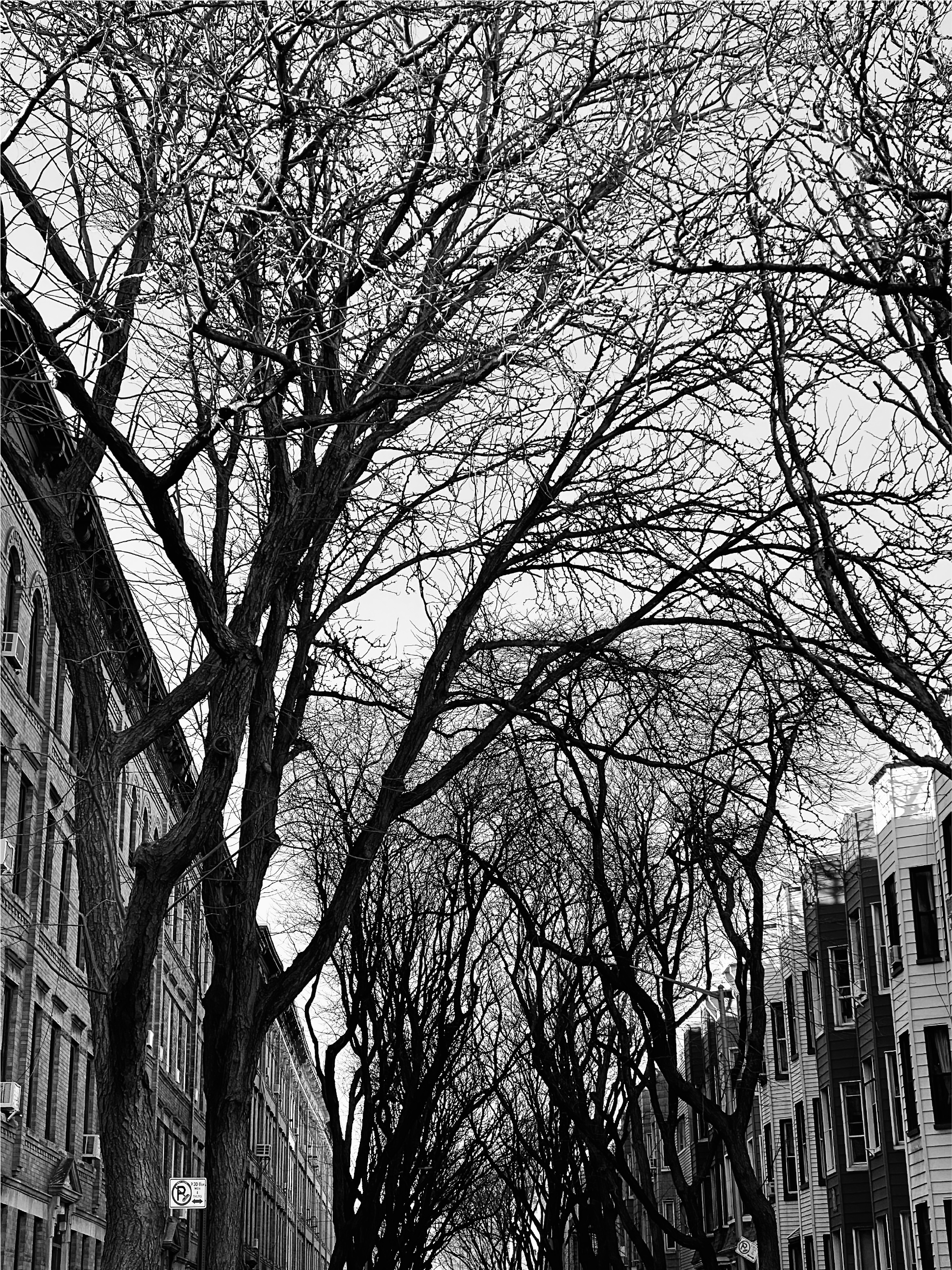 brooklyn buildinga and trees by denise